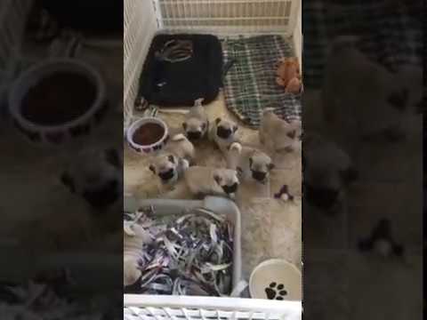 Puppy Pan - Best Pan for your Pets