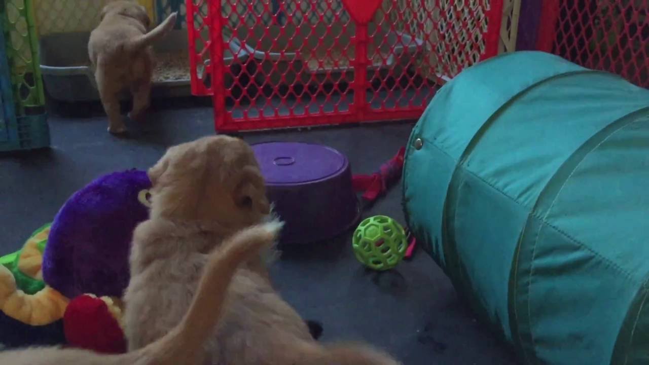PuppyGoHere Dog Litter Pan Video