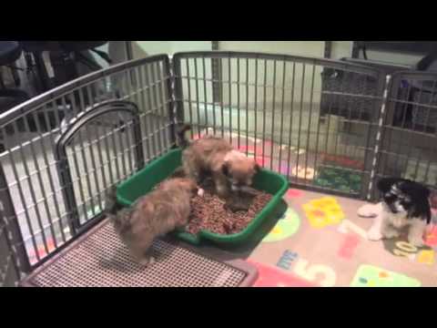 Shelby's Herd - Litterbox success
