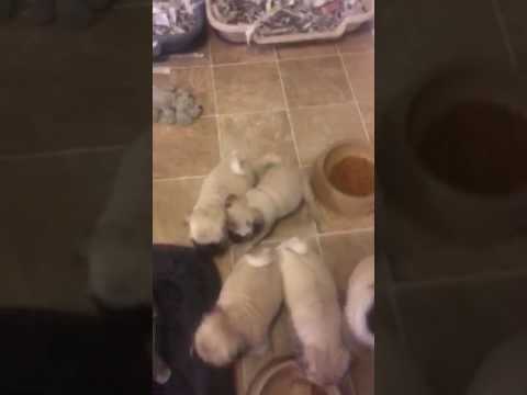 Puppy Pan - Best Pan for your Puppies
